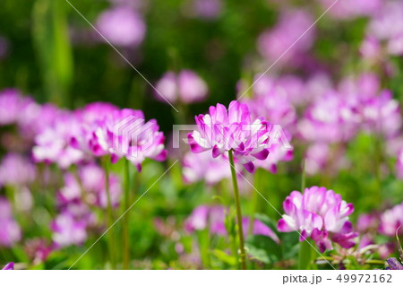 蓮華草の輝き７ 49972162