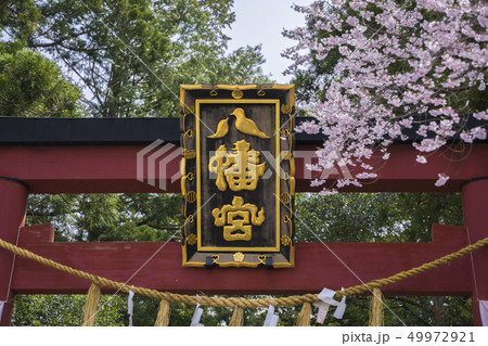 大崎八幡宮北参道003 49972921