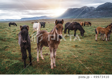 Icelandic horse in scenic nature of Iceland. Icelandic horse in scenic nature of Iceland. 49973410
