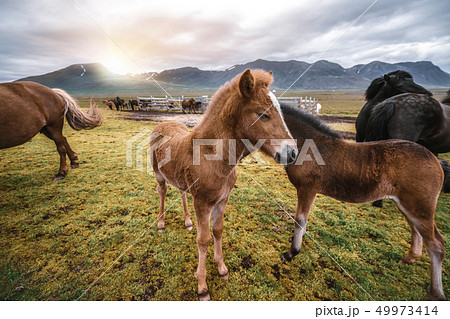 Icelandic horse in scenic nature of Iceland. Icelandic horse in scenic nature of Iceland. 49973414