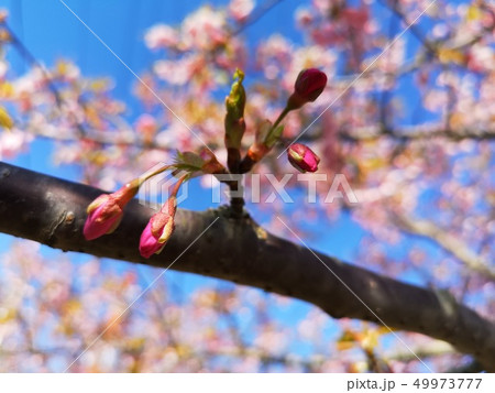 桜　つぼみ 49973777