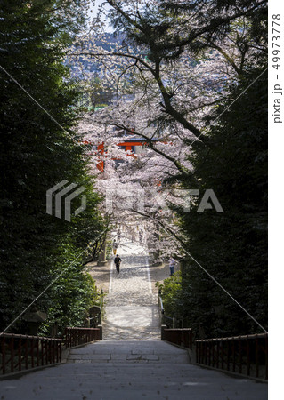 大崎八幡宮石段001 大崎八幡宮石段001 49973778