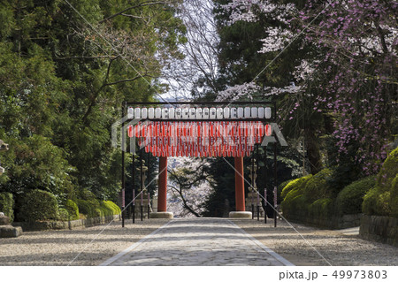 大崎八幡宮参道003 大崎八幡宮参道003 49973803