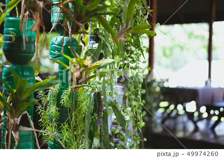 plant growing in recycled plastic bottle. vertical garden made by recycling container plant growing in recycled plastic bottle. vertical garden made by recycling container 49974260
