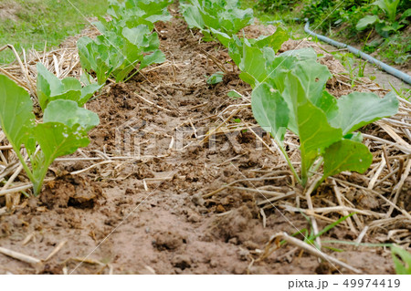 plant growing in farm. vegatable plantation in garden plant growing in farm. vegatable plantation in garden 49974419