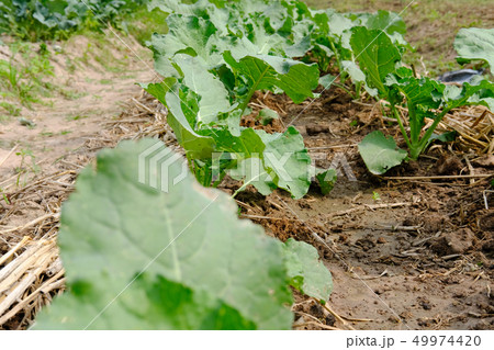 plant growing in farm. vegatable plantation in garden plant growing in farm. vegatable plantation in garden 49974420