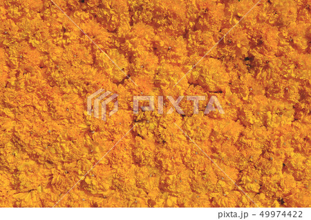 marigold flower decoration wall texture background 49974422