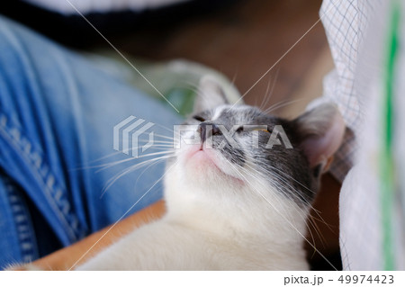 white gray cat lying on owner's knees 49974423