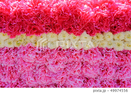 pink carnation flower decoration wall texture background 49974556