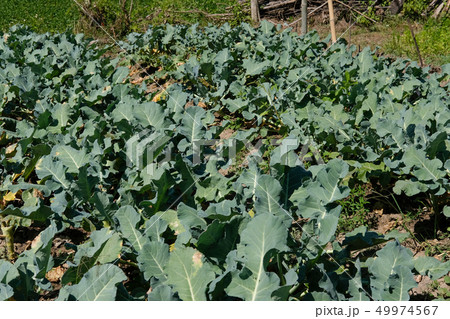 broccoli growing in farm 49974567
