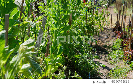 cos lettuce plant growing in farm. vegatable plantation in garden cos lettuce plant growing in farm. vegatable plantation in garden 49974615