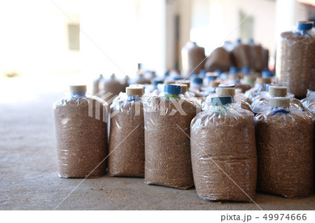 artificial substrate in bag for growing mushroom in farm artificial substrate in bag for growing mushroom in farm 49974666