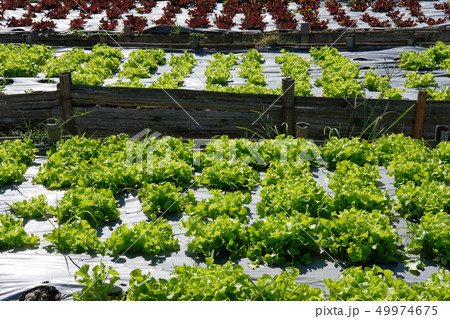 lettuce plant growing in farm. vegatable plantation in garden lettuce plant growing in farm. vegatable plantation in garden 49974675