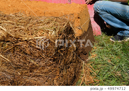 straw mushroom growing in farm straw mushroom growing in farm 49974712