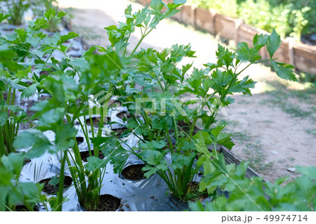 celery plant growing in vegetable garden. plantation in farm celery plant growing in vegetable garden. plantation in farm 49974714