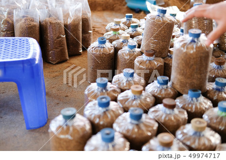 artificial substrate in bag for growing mushroom in farm artificial substrate in bag for growing mushroom in farm 49974717