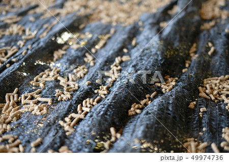 animal feed. mixed fodder pellet for fish 49974736