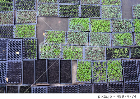 lettuce seedling growing in cultivation tray 49974774