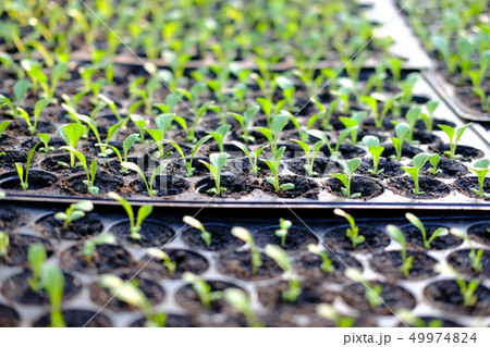 lettuce seedling growing in cultivation tray lettuce seedling growing in cultivation tray 49974824