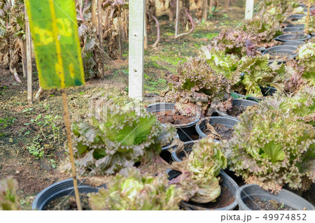 vegetable growing in garden for collecting seed vegetable growing in garden for collecting seed 49974852
