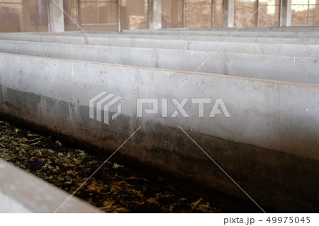 earthworm for producing manure compost fertilizer vermicompost earthworm for producing manure compost fertilizer vermicompost 49975045