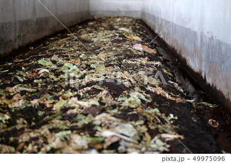 earthworm for producing manure compost fertilizer vermicompost earthworm for producing manure compost fertilizer vermicompost 49975096