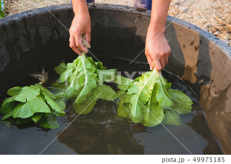farmer washing cos lettuce salad vegetable farmer washing cos lettuce salad vegetable 49975185