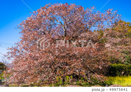 （静岡県）狩宿の下馬桜 49975641