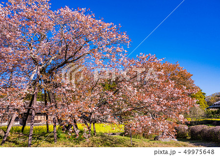 (静岡県)狩宿の下馬桜 (静岡県)狩宿の下馬桜 49975648