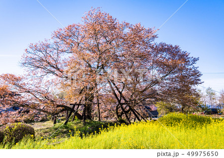 (静岡県)狩宿の下馬桜 (静岡県)狩宿の下馬桜 49975650