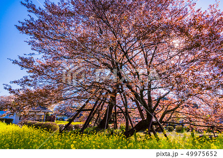 （静岡県）狩宿の下馬桜 49975652