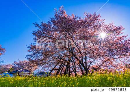 （静岡県）狩宿の下馬桜 49975653