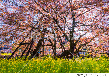 (静岡県)狩宿の下馬桜 (静岡県)狩宿の下馬桜 49975654