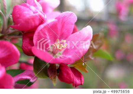 朝日を浴びて開花したピンク色の花(姫林檎 : クラブアップル) 49975656