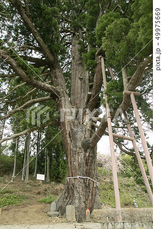 平沢弥陀の杉　宮城県　大杉 49975669