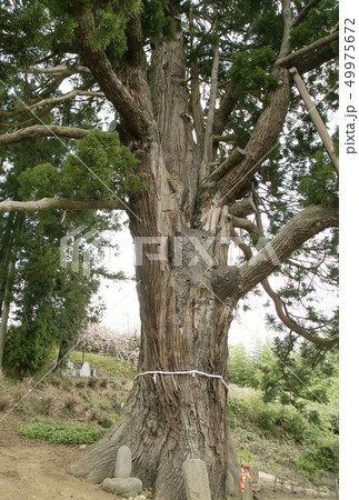 平沢弥陀の杉 宮城県 大杉 平沢弥陀の杉 宮城県 大杉 49975672