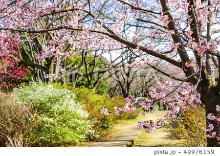 春の風景 春の風景 49976159