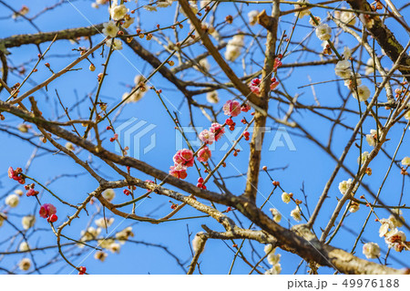 ウメ・オモイノママ ウメ・オモイノママ 49976188