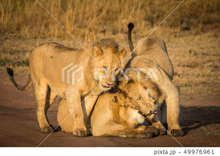 Three Lions Cuddle Three Lions Cuddle 49976961