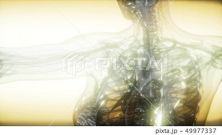 X-Ray Image Of Human Body X-Ray Image Of Human Body 49977337