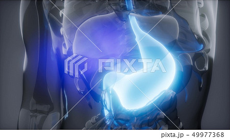 Human Stomach Radiology Exam 49977368
