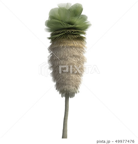Palm Tree 3d illustration isolated on the white background Palm Tree 3d illustration isolated on the white background 49977476