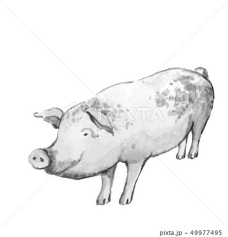 ブタ ぶた 豚 水墨画 墨 モノトーンのイラスト素材