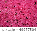 鮮やか1 49977504