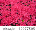 鮮やか2 49977505
