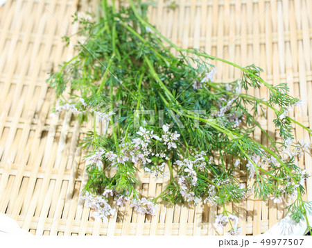 パクチー 別名コリアンダーが花を咲かせています 花も食べれますの写真素材