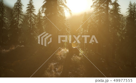 Deer Male in Forest at Sunset 49977555