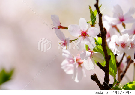 桜 49977997