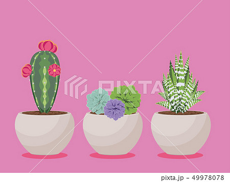 Succulent in a Pot 49978078