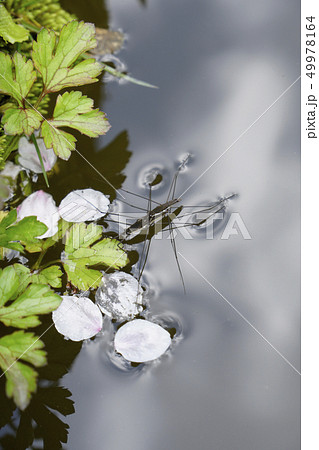 4月のある日の池に桜の花びらにアメンボウ（合体） 49978164